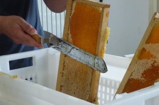 L’apiculture à l’ESAT